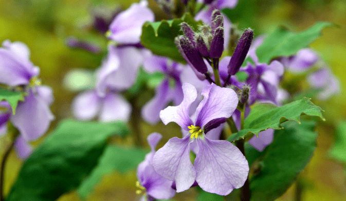 2020年紫金草行动启动,紫金草落地莫愁湖祈愿和平_南京