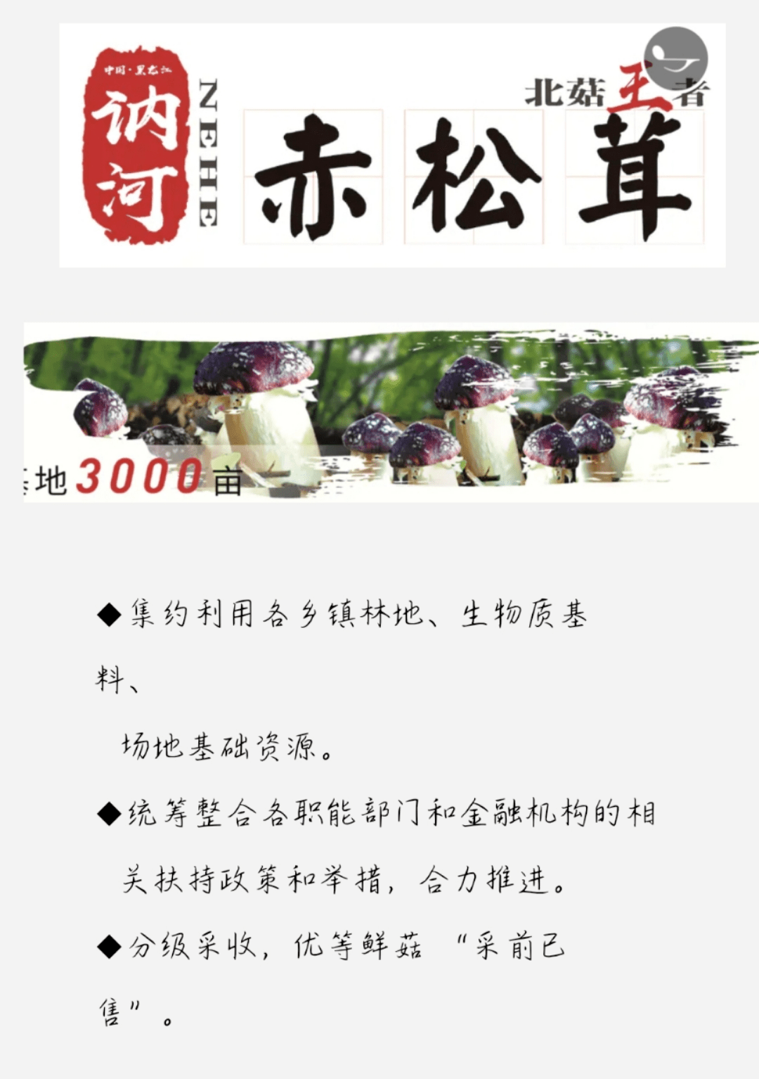 赤松茸简介图片