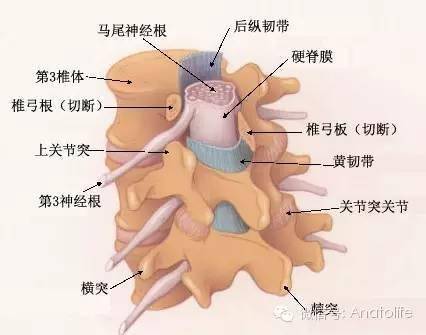 椎管韧带解剖图图片