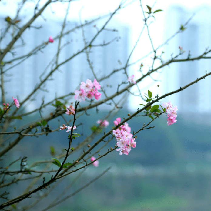 围观荣昌海棠花开暖意浓