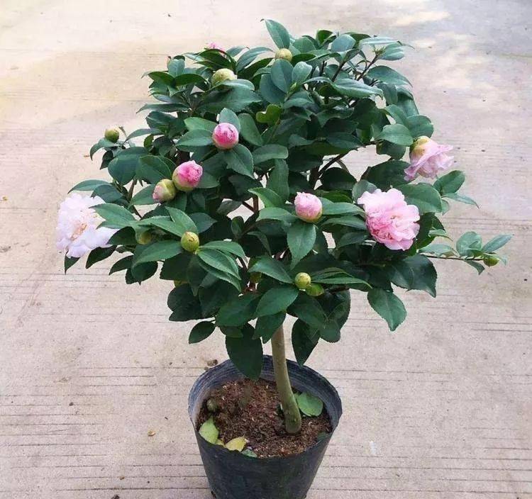 这花超耐寒10冻不死冬天露养也毫无压力