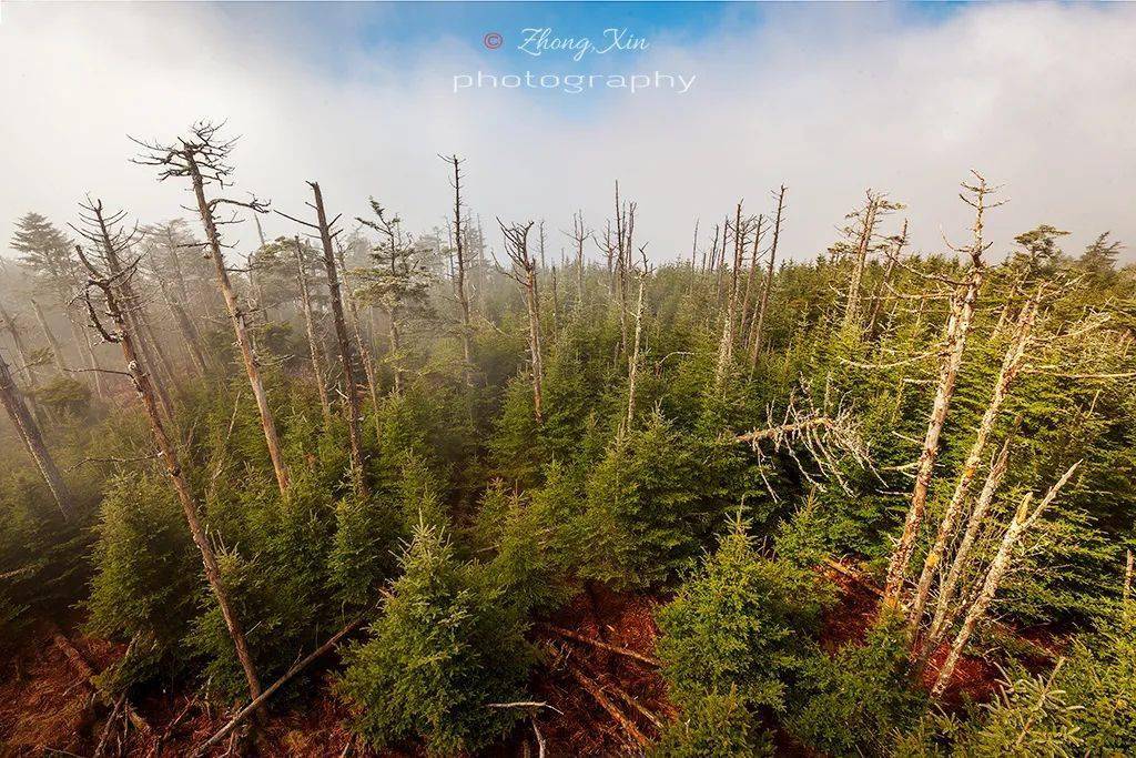 最接近灭绝边缘的植物就生长在繁华城市的边缘
