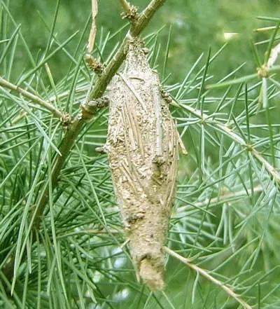 龙口农村这种虫子竟然这么值钱!你见过吗?50元一斤!