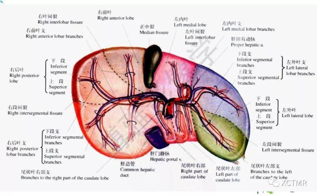 收藏丨肝脏分叶分段的影像解剖
