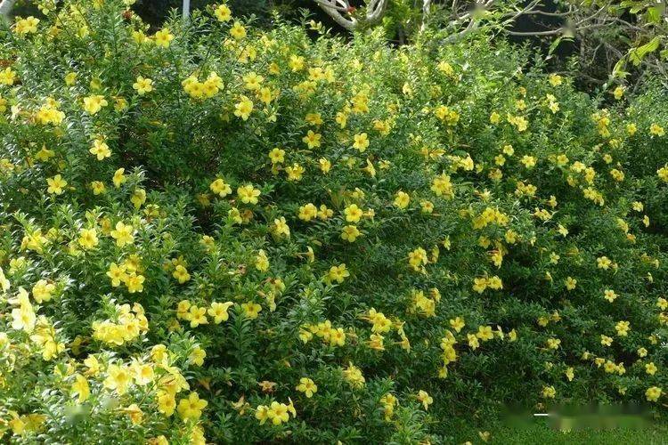 149 重瓣软枝黄蝉 allamanda cathartica williamsii florepleno