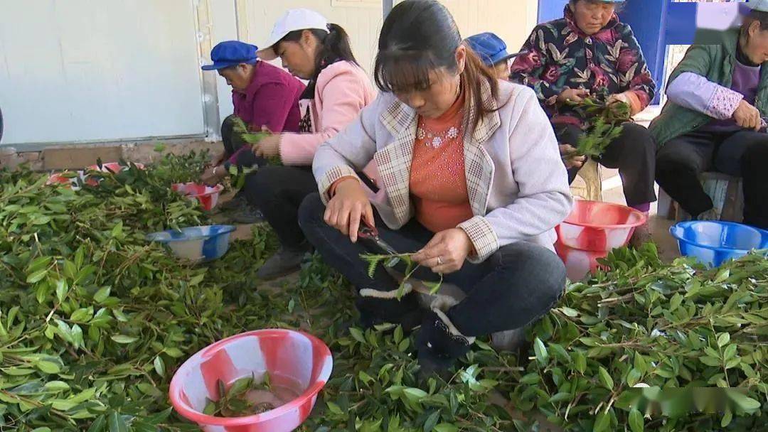 黑石頭鎮短柱油茶育苗忙群眾增收路子寬