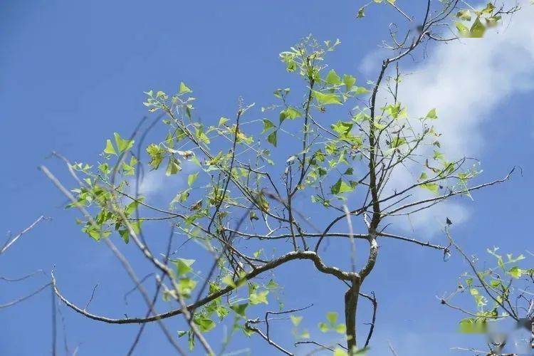 103 儿茶 acacia catechu  豆科 相思树属