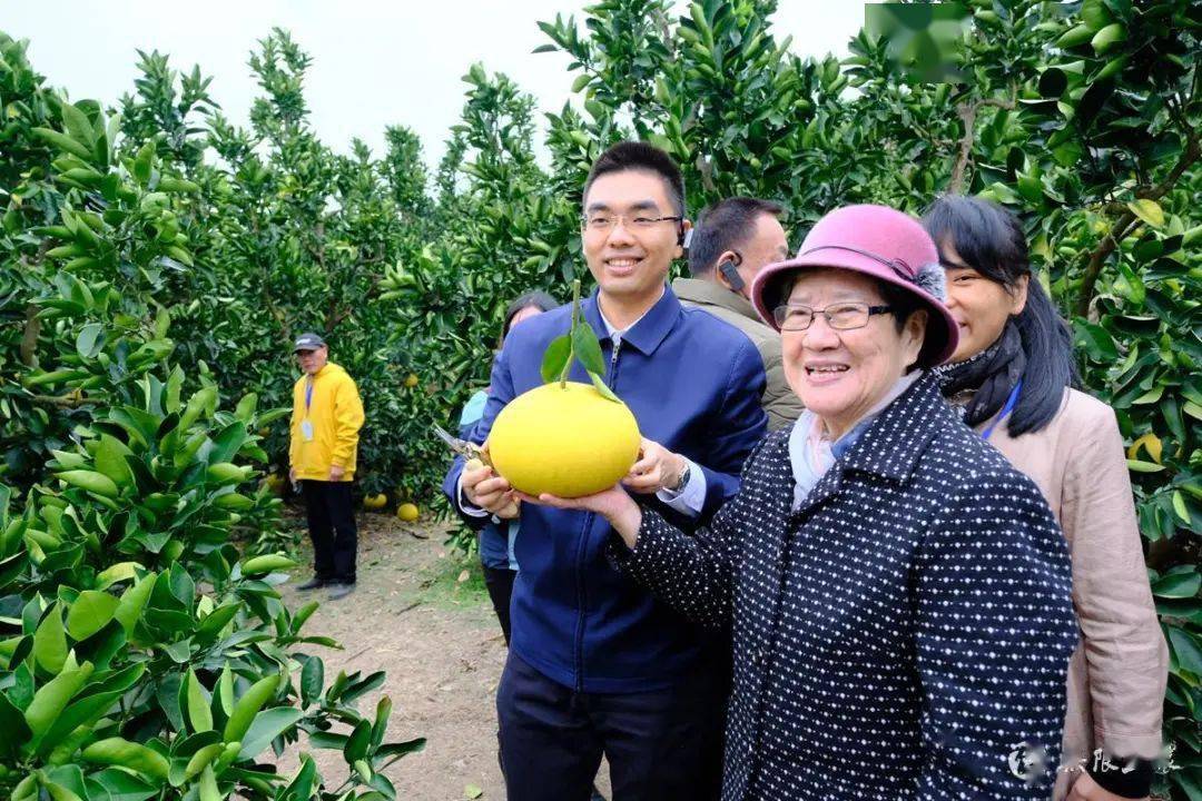 海上千春 柚見芬芳 2020玉環文旦旅遊節隆重開幕!_農業