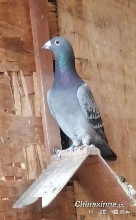 本舍一雄冲天一字型站姿如鹰,多见于高级血统.