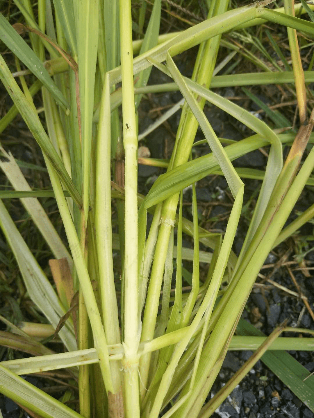 基腐病(细菌)稻曲病(真菌)稻瘟病现场查看褐飞虱情况张顺中主任讲到:"