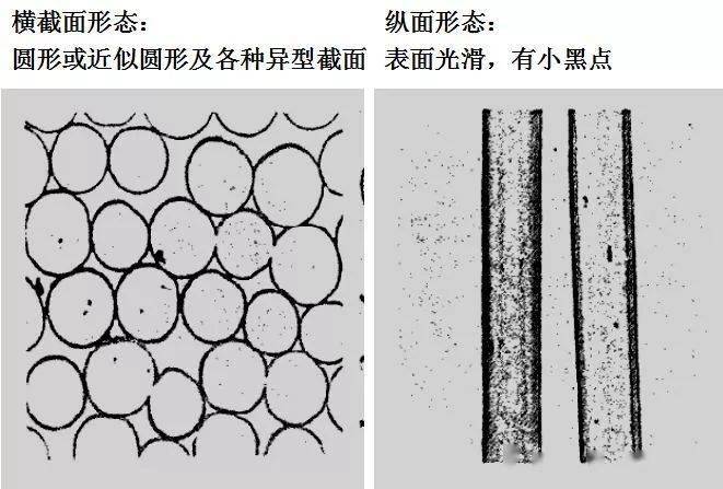 显微镜肌纤维图片