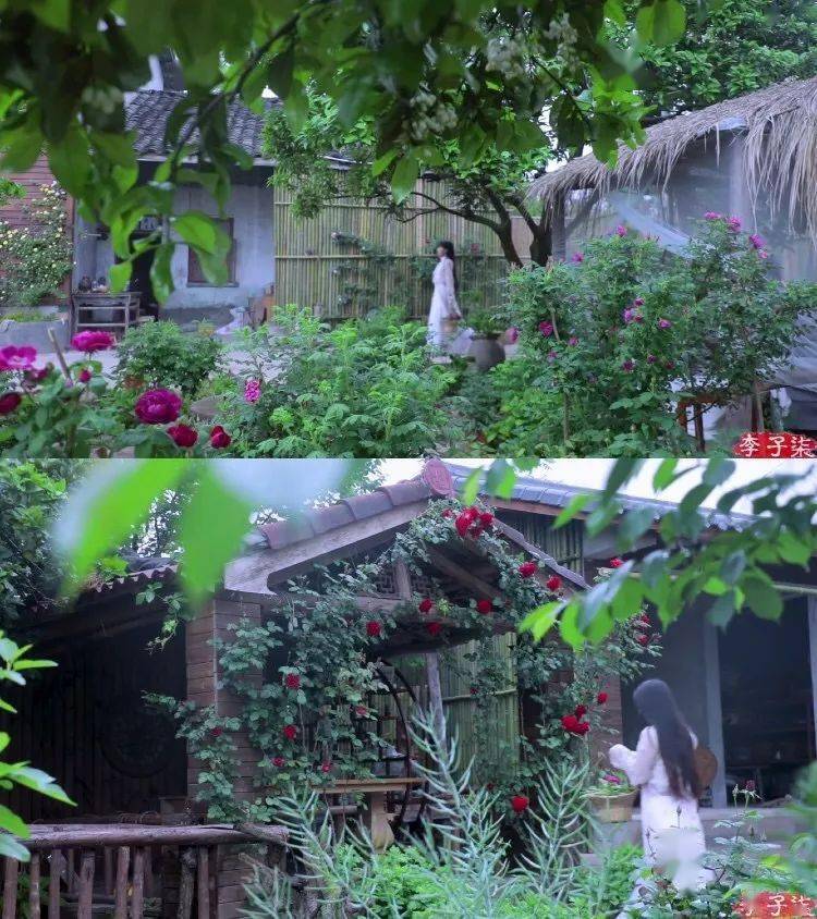 看了李子柒的后院,终于明白为什么2000万人羡慕她的生活了._院子