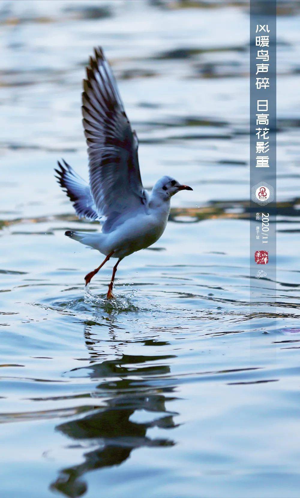 今日分享子非鸟安知鸟之乐