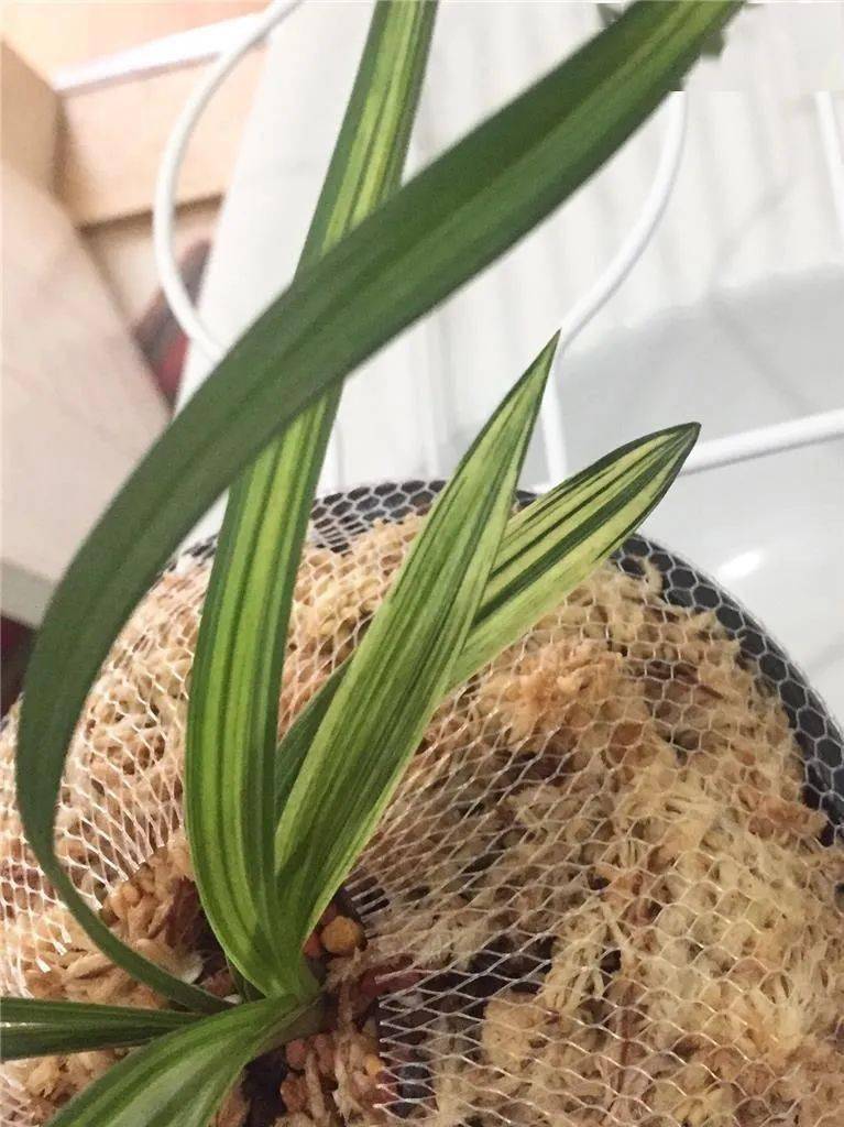 四川雅安下山的一颗春兰缟艺彩素花后来成为传世极品