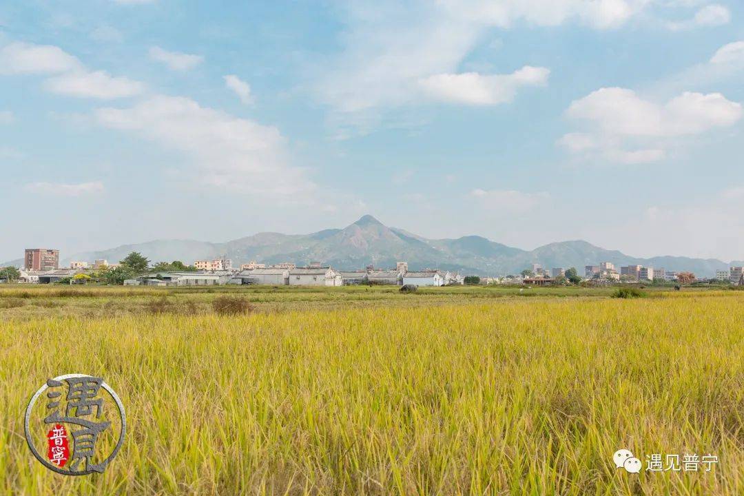 光南村稻田黄了