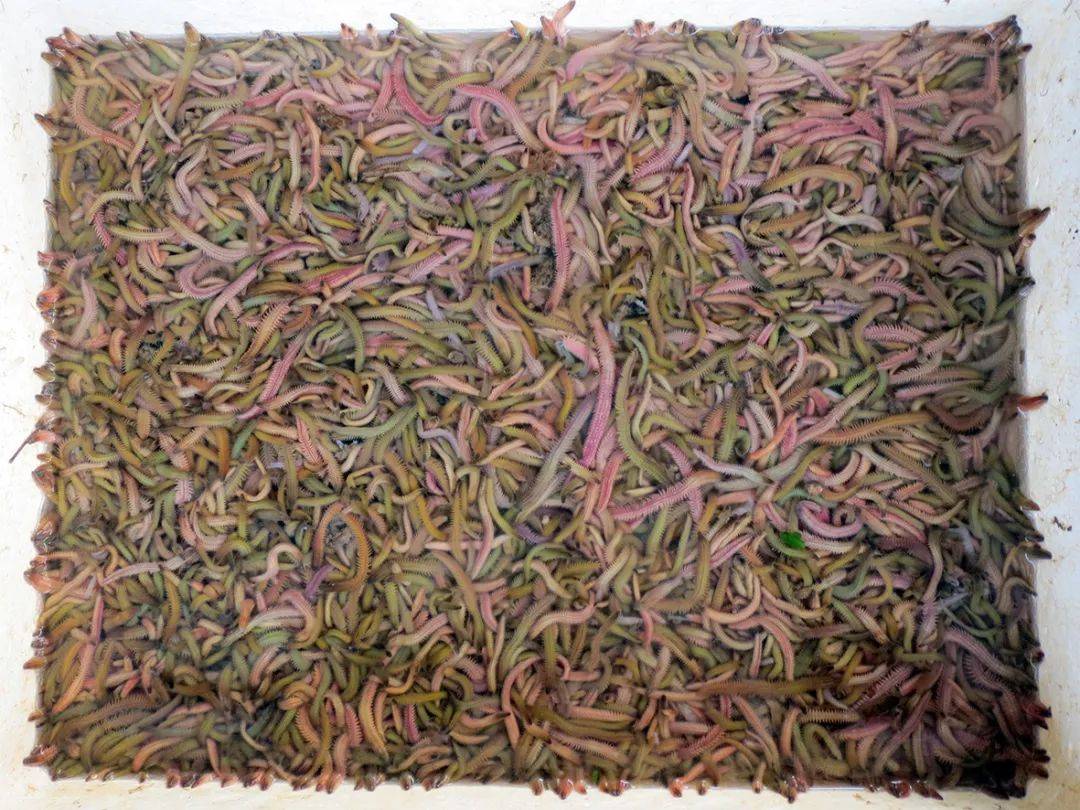 珠海斗门人工增殖禾虫有望满足市场需求-搜狐大视野-搜狐新闻