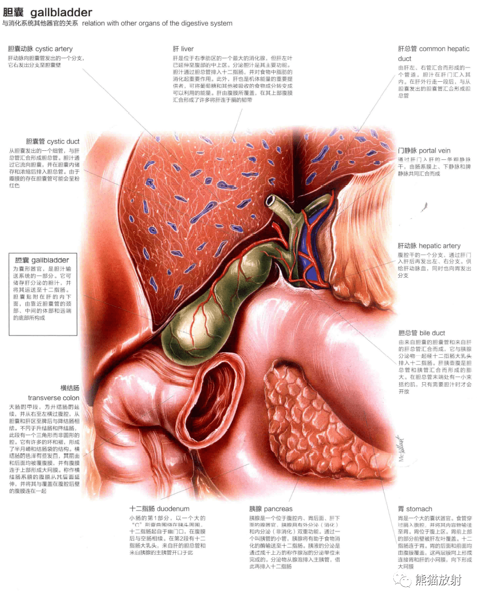 人體圖譜丨消化系統腹膜腹腔肝膽胰