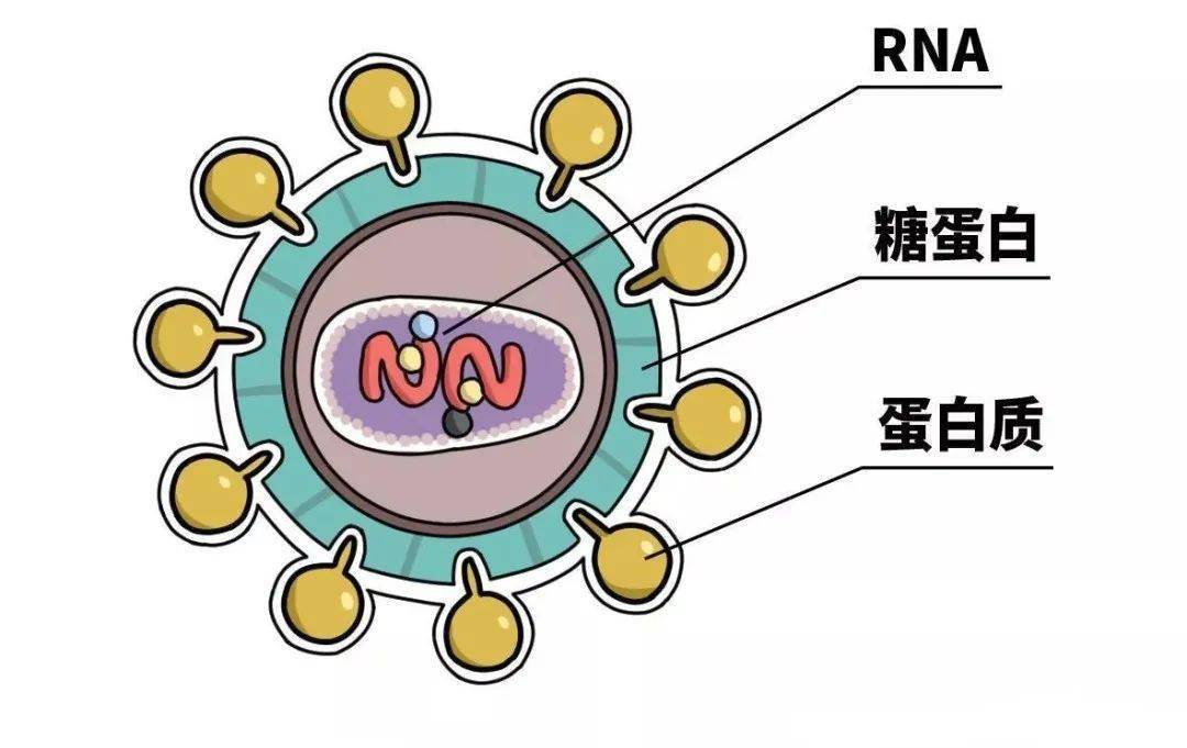 03 hiv一旦离开宿主在外界环境中