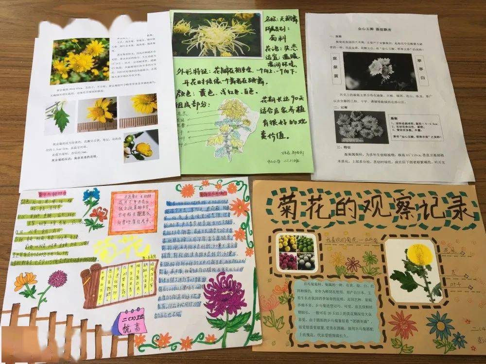 小学三年级菊花记录卡图片