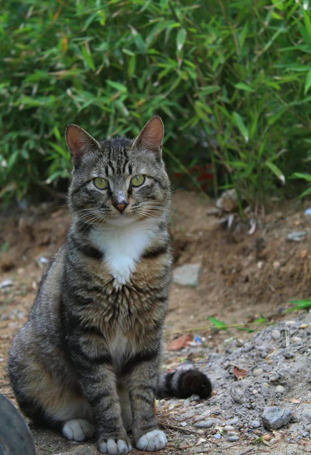 艺甸园猫咪&网红图鉴(待开发版)