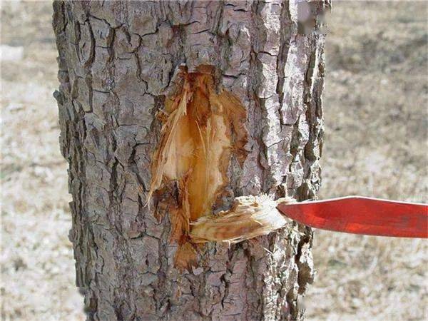 林果科技大讲堂杨树烂皮是怎么回事主要防治措施了解一下