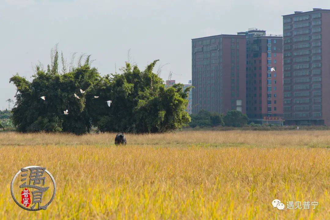 光南村稻田黄了