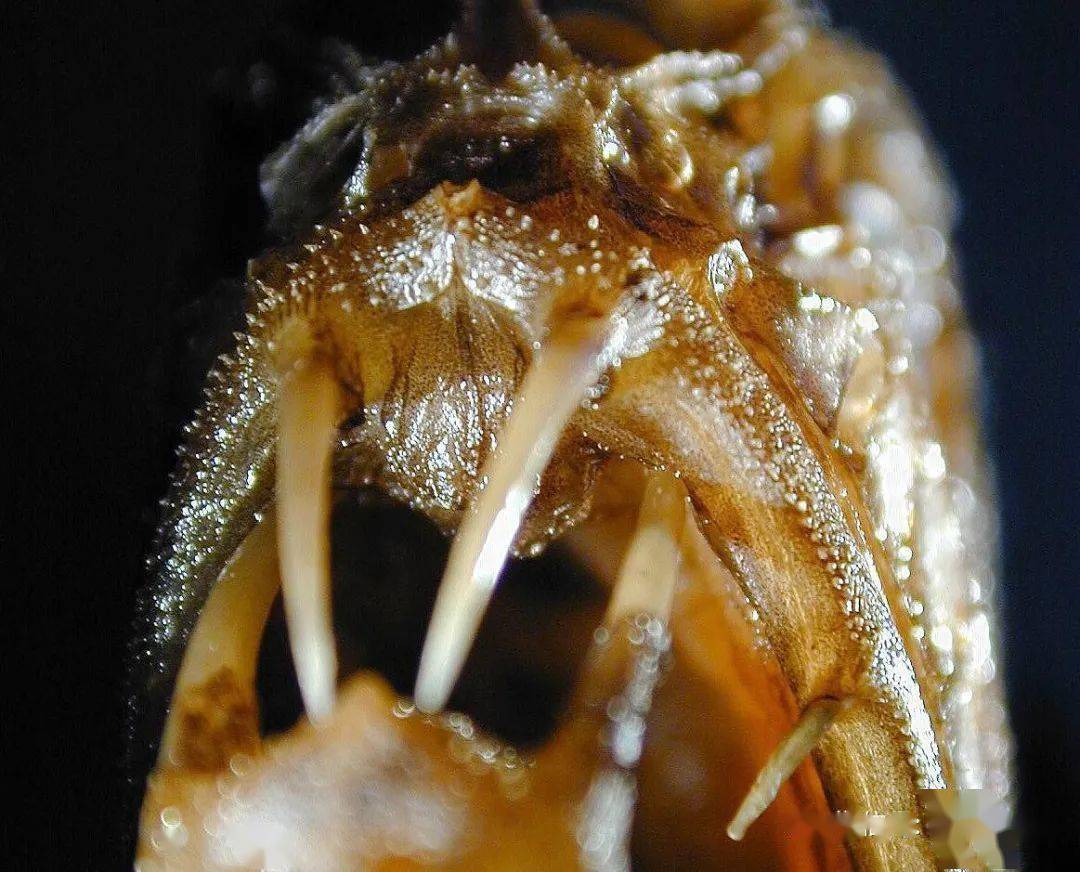 物种图册角高体金眼鲷