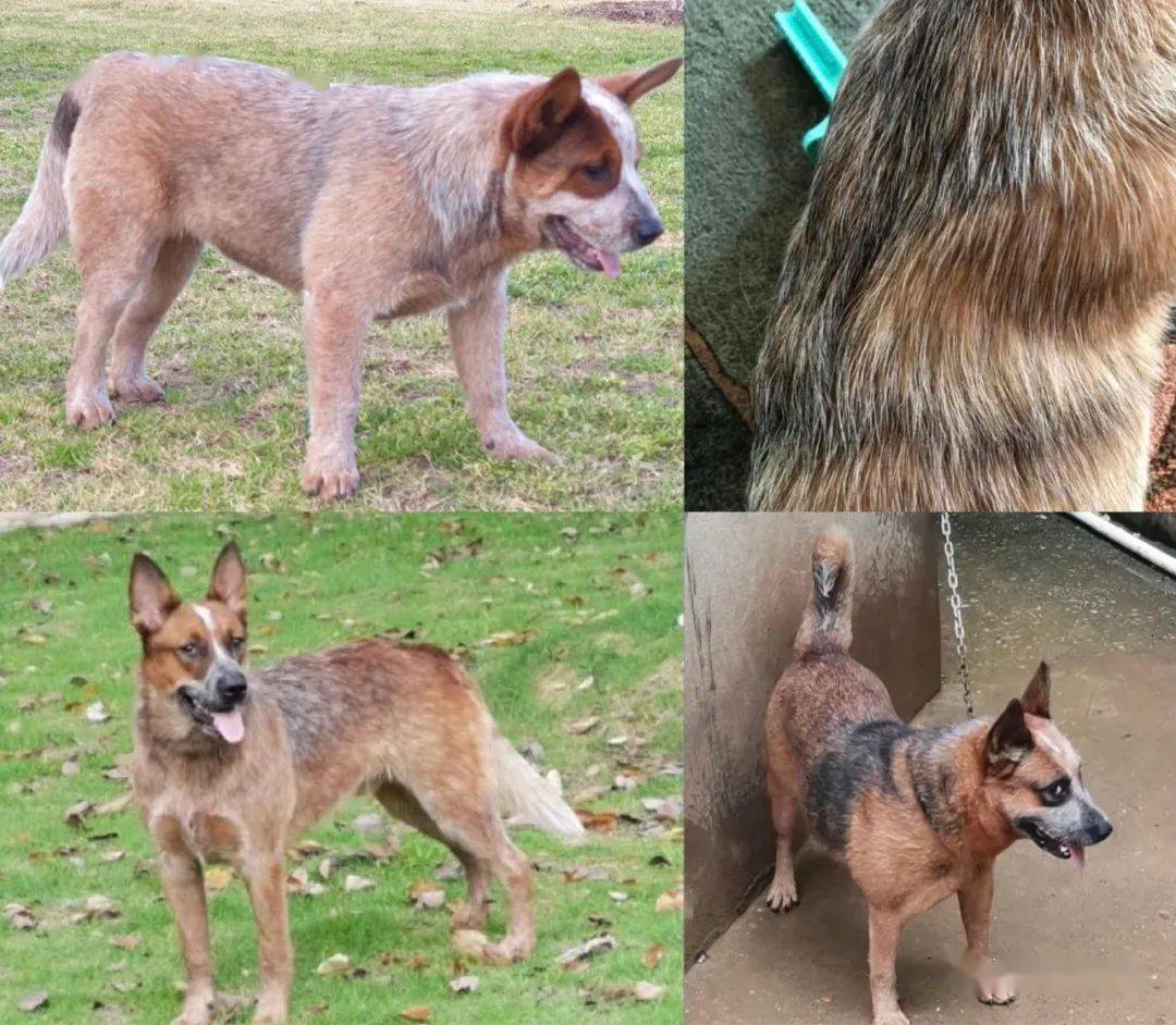 红色的狗身体上显示  黑色毛发