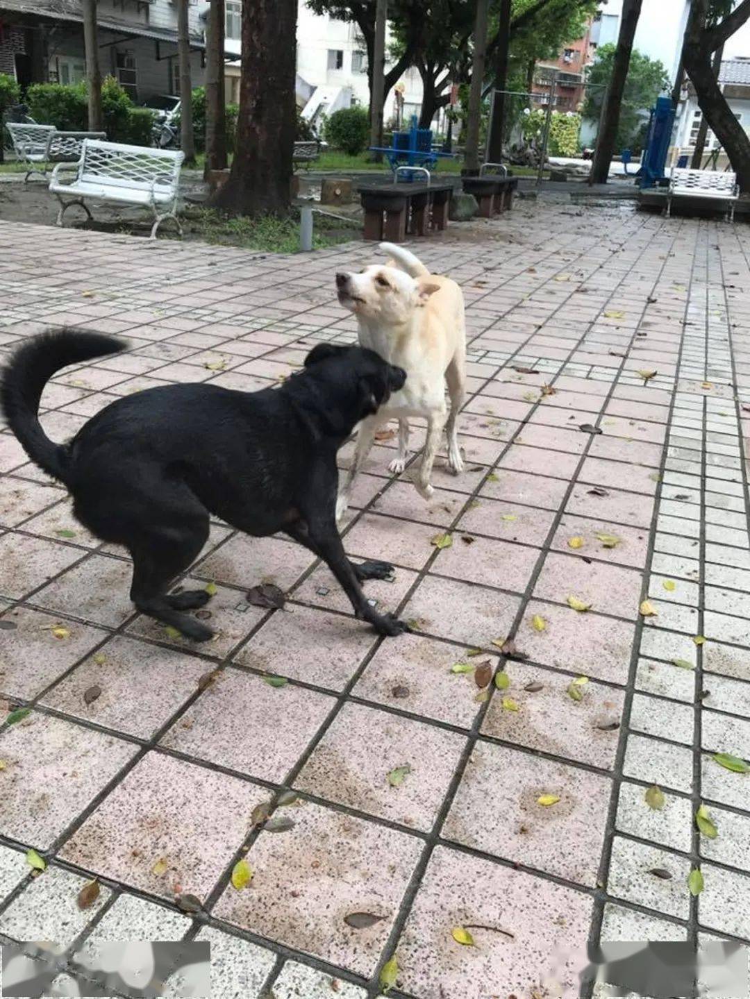 回家见两汪打架满身血迹斑斑还有另类残肢令妈直接崩溃但网友竟纷纷笑