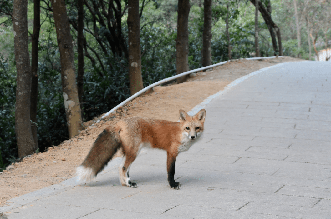 银瓶山赤尾狐被游客砸伤!