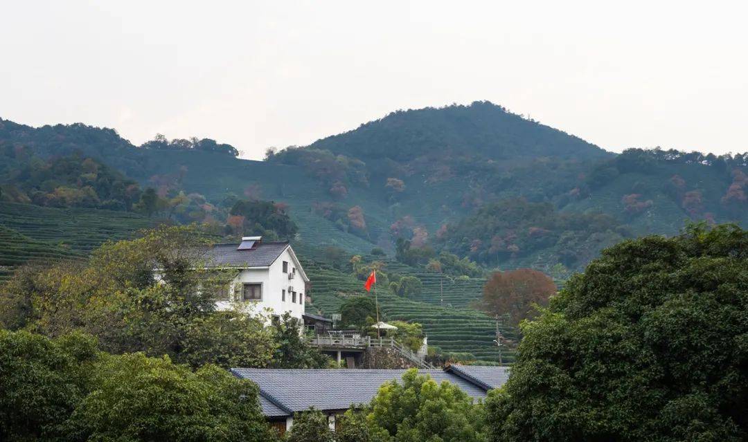 山堆青黛茶景盛鸿飞龙井可寄情