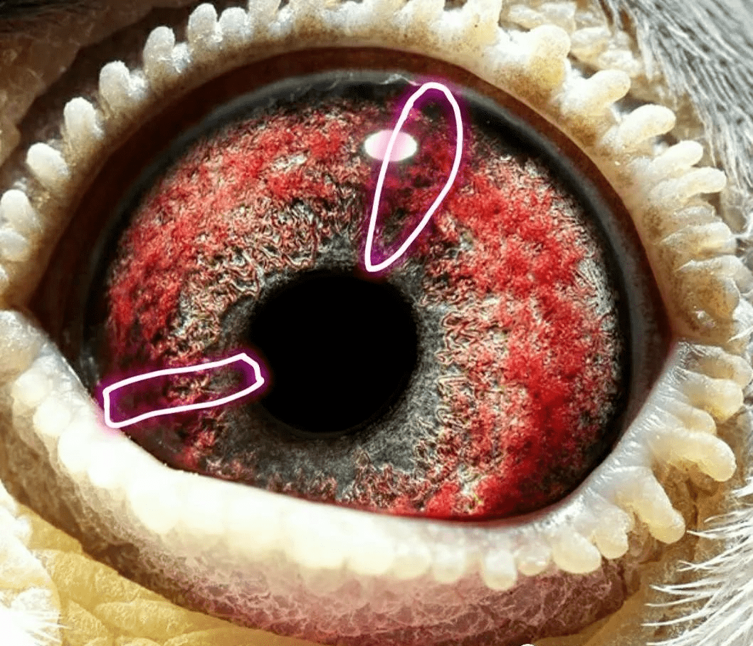 高级种鸽眼栉膜图片图片
