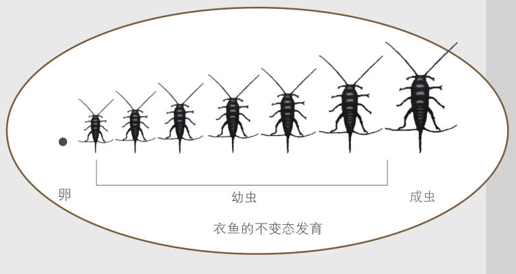 第二种:半变态昆虫的发育经过卵,幼虫和成虫三个阶段,成虫的特征随着