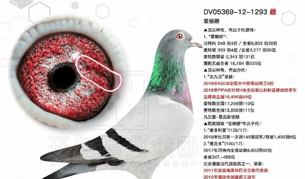 鸽王级别的鸽眼是这样的!