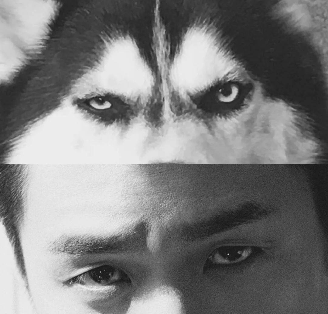 突然某一天有网友称张若昀是犬系男孩,他的象征自然是他的爱犬哈士奇