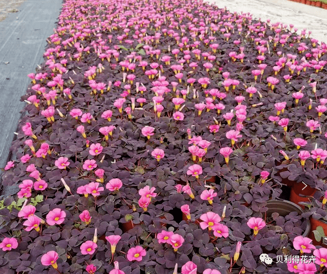 冬季花坛常用花卉图片