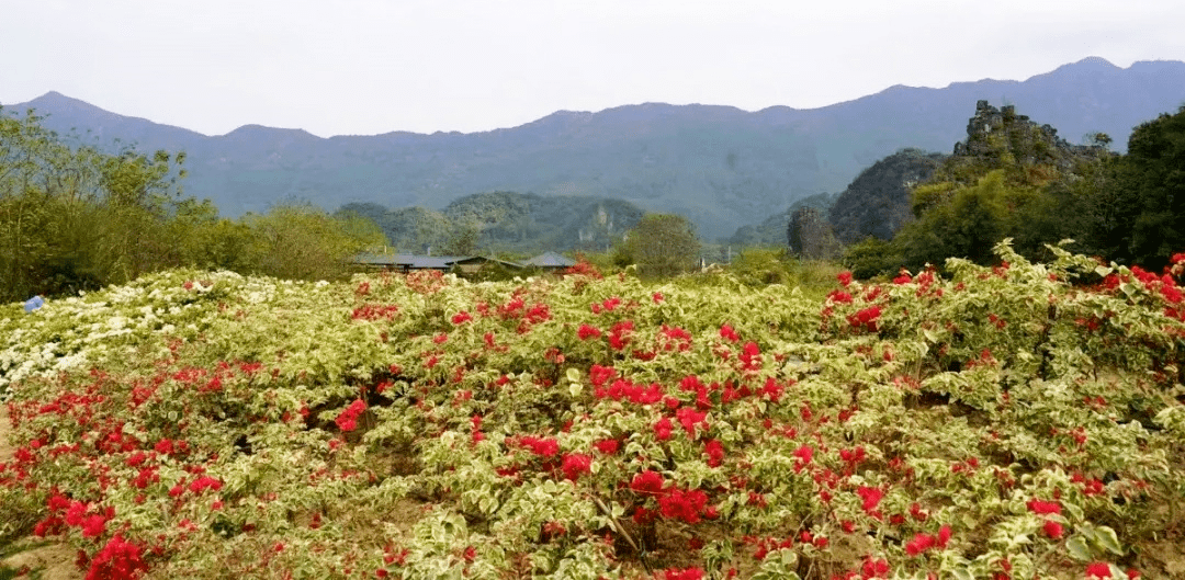 清远超大片山谷花海来了花期持续到明年3月就在