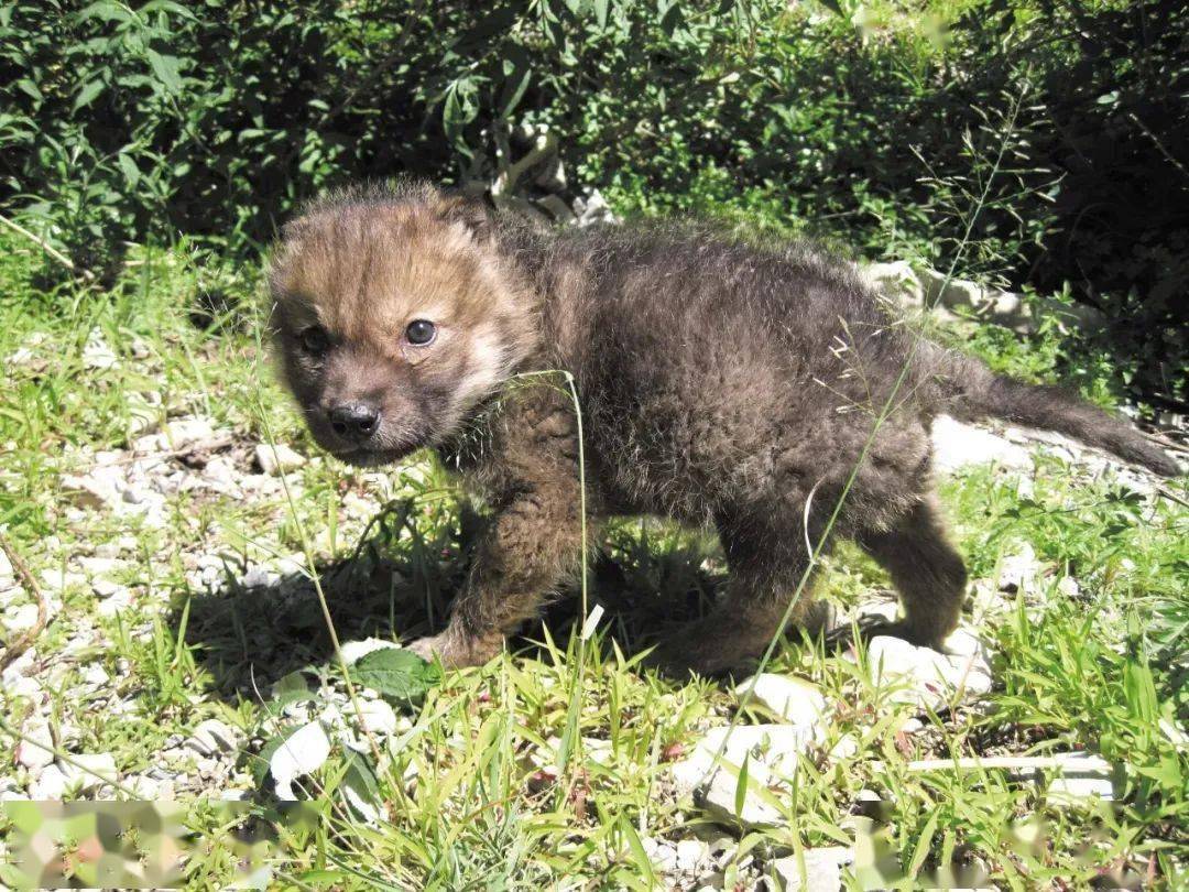 我们能救一匹狼的命我们能改变狼的命运吗