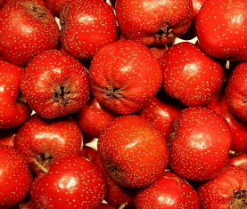 朝阳说健康二十九消食健胃话山楂