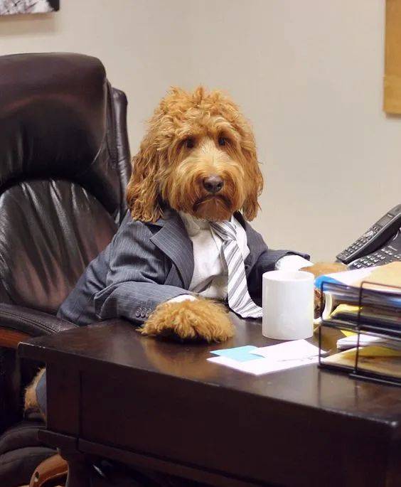 打工狗,打工魂,打工狗意志战长城!