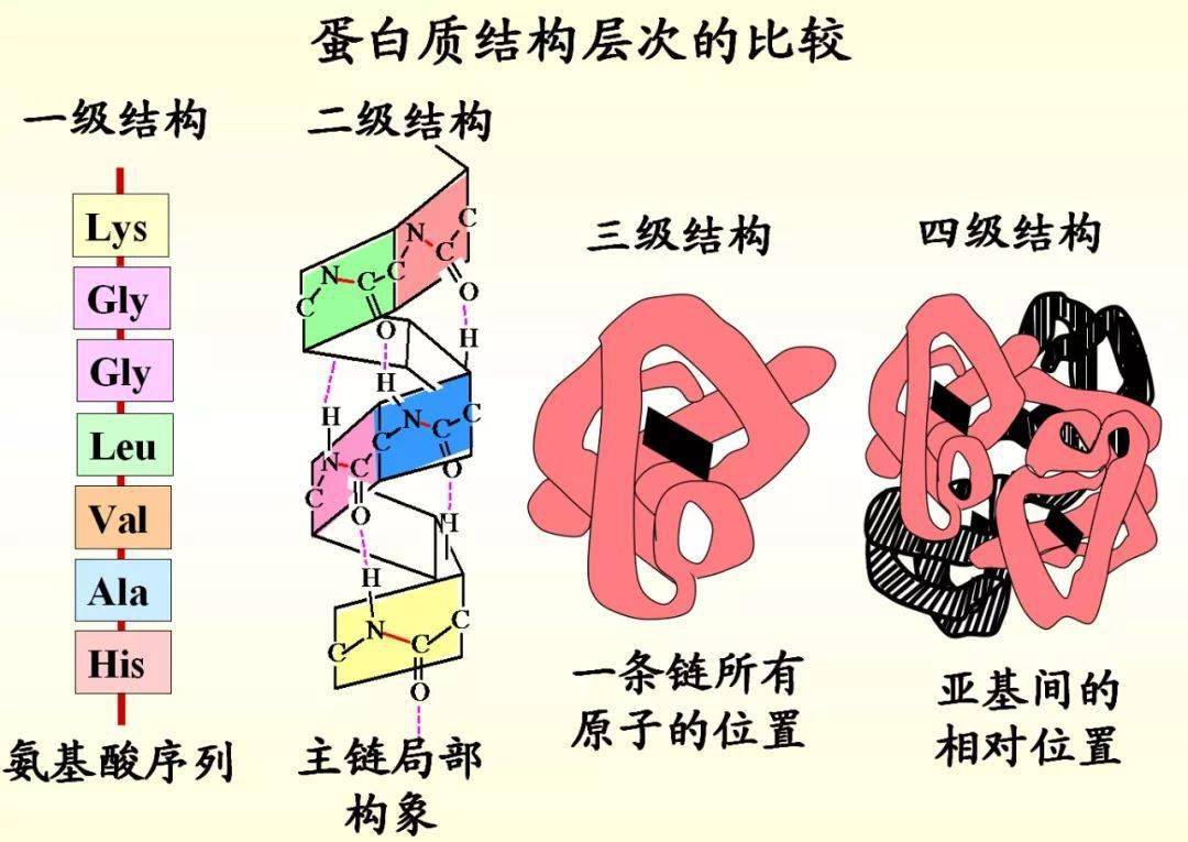 蛋白质具有一级,二级,三级,四级结构,蛋白质分子的结构决定了它的功能