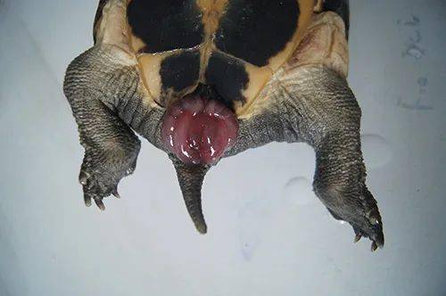乌龟的丁丁男生图片
