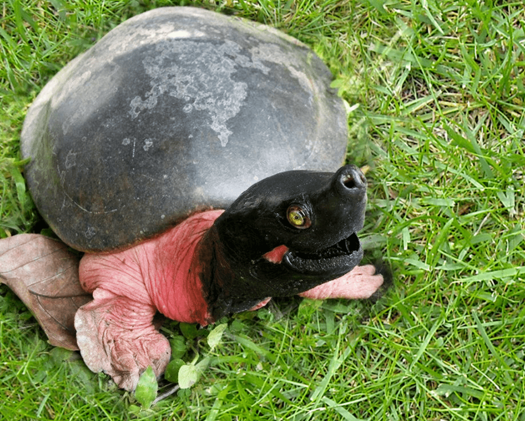 孟加拉国,印度和缅甸的极度濒危的北部河水龟,龟的头乌黑色,与粉红色