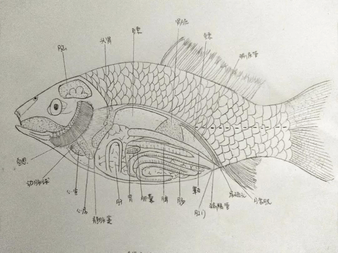 鲫鱼内部解剖图手绘图图片