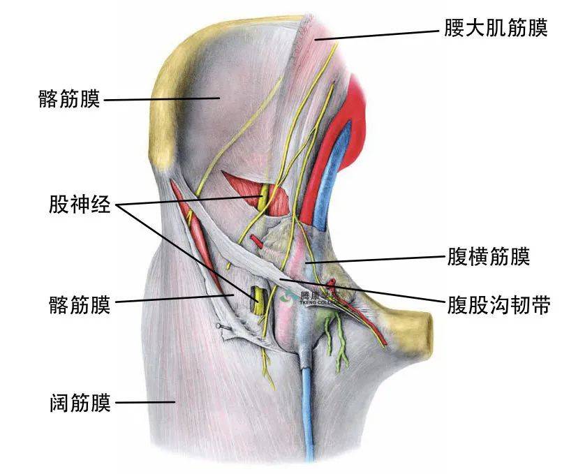 股神经应用解剖及临床检查