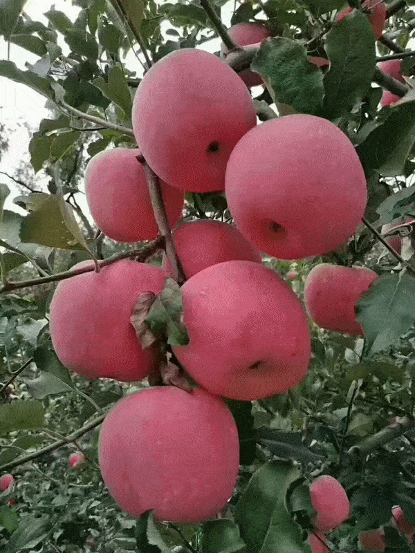 快来抢购邢台这些乡村特色产品等你来买丨助农直通车第十七期