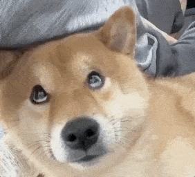 主人嫌弃自家柴犬太粘人,网友们却都酸了!