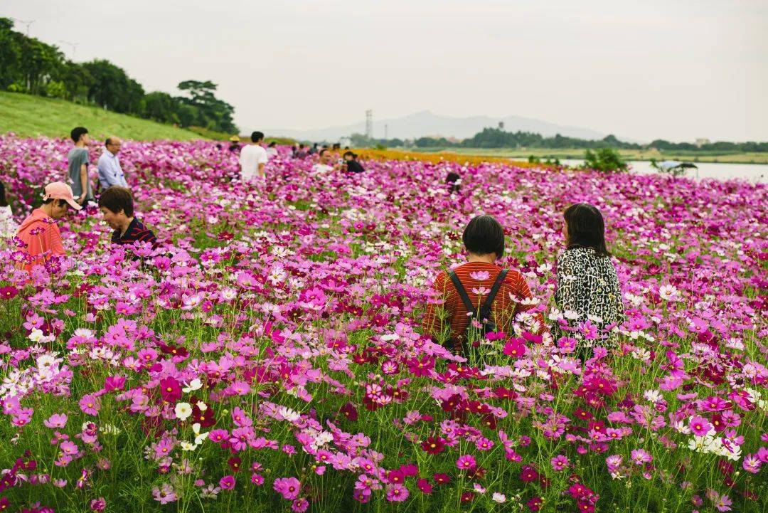 從蘆苞龍坡公園沿蘆苞大道 往獨樹崗村委會方向 蘆苞湧畔的百畝花海