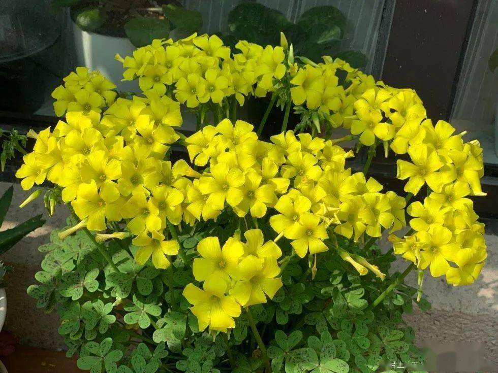 黄麻子开爆啦!香香的!