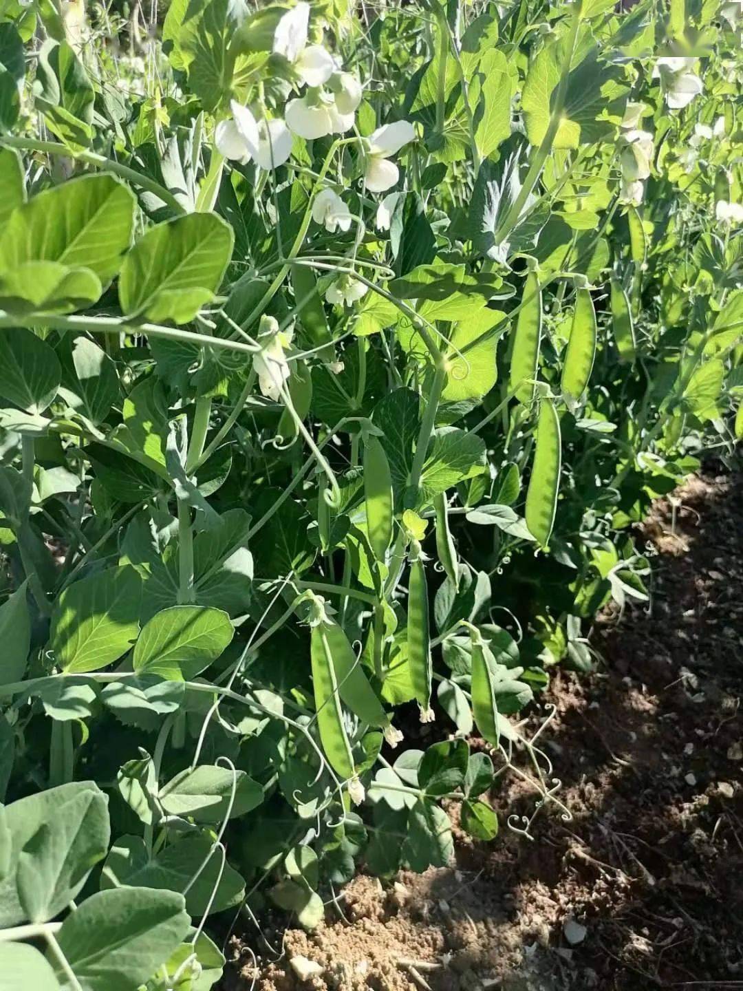 何元红土地上长出金豆子